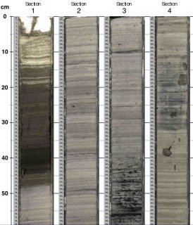 50 micron Linescan Images
